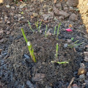 LandFrauen-Rose für Sulzbach