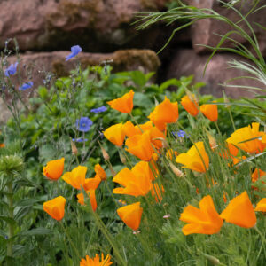 Gärtnerei Live beim Bloama Wahl, Teil 1