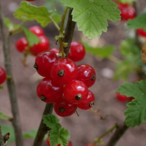 Träublekuchen