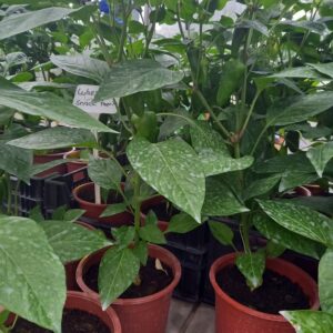 Gärtnerei live – 2. Teil