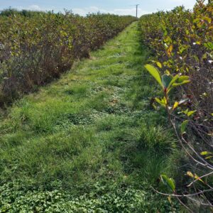 Führung Aronia Beere