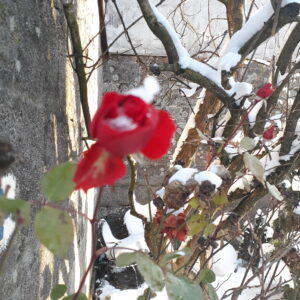 Vortrag Health Kinesiologie