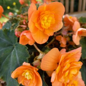 Jahreshauptversammlung