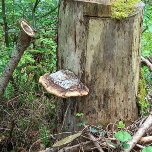 17. Dezember 2024 Letzter Spaziergang in 2024