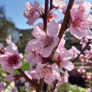 Vortrag am 24. März 2025: Homöopathie für Pflanzen