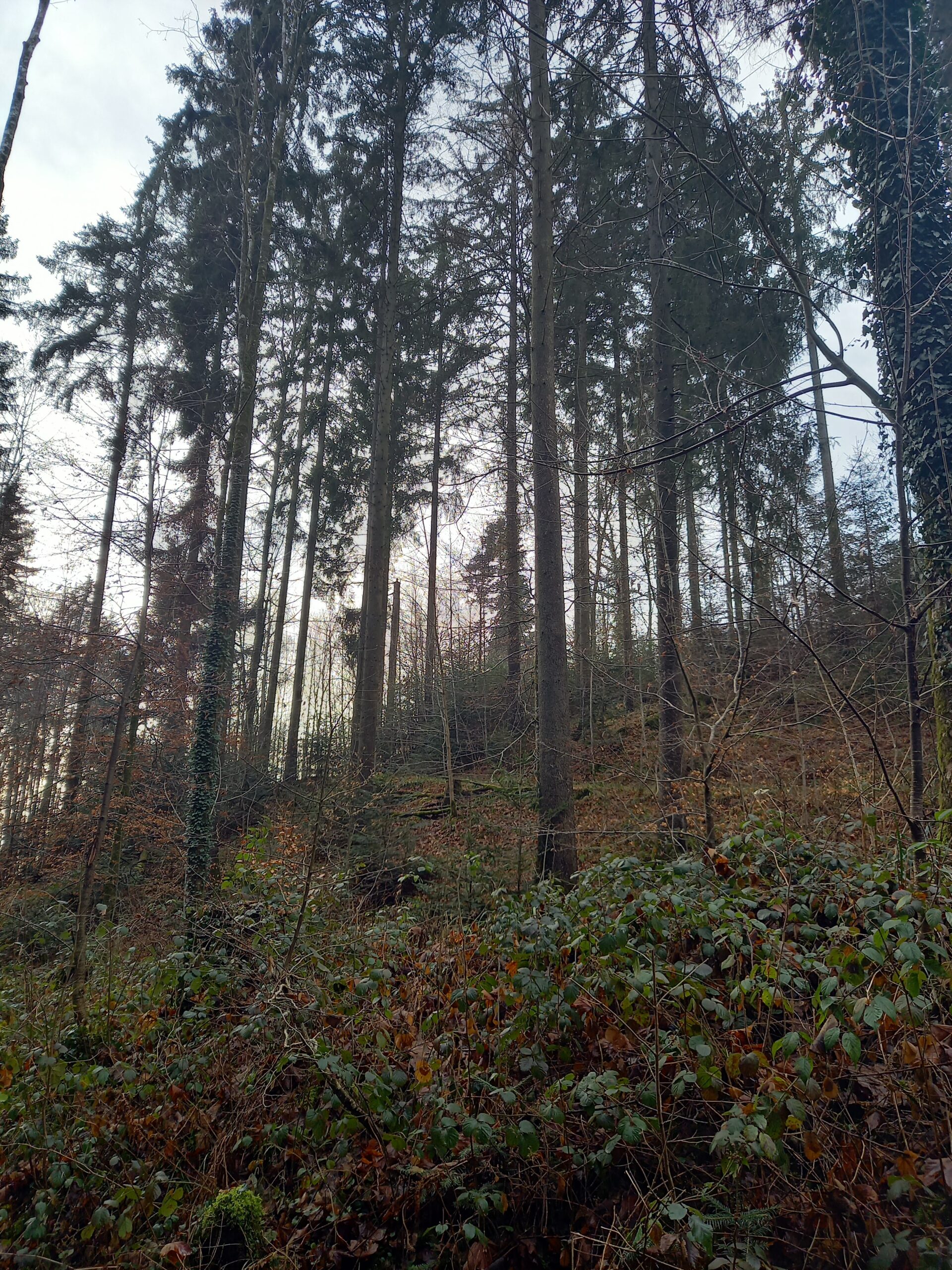 17. Januar 2026 Winterwanderung und Wintergrillen